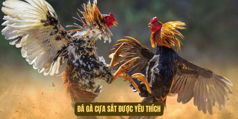 Cựa sắt là hình thức được ưa chuộng nhất chuyên mục